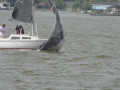 IMG 4421
