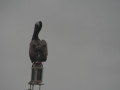 IMG 4794