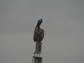IMG 4796